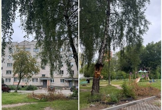 Рязанцы жалуются на дерево в аварийном состоянии, которое не спешат спилить Рязанцы жалуются на дерево в аварийном состоянии, которое не спешат спилить