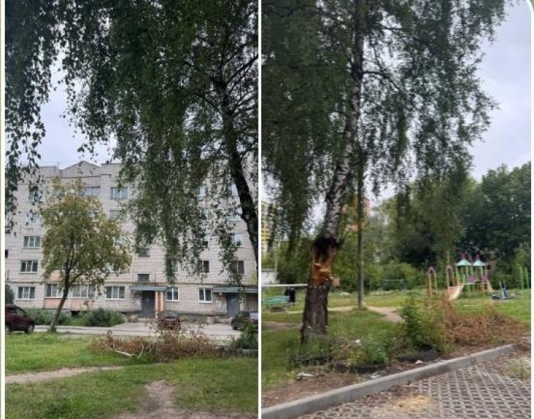 Рязанцы жалуются на дерево в аварийном состоянии, которое не спешат спилить