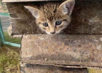 Рязанские добровольцы помогли кошке, голова которой застряла в керамическом коробе Рязанские добровольцы помогли кошке, голова которой застряла в керамическом коробе