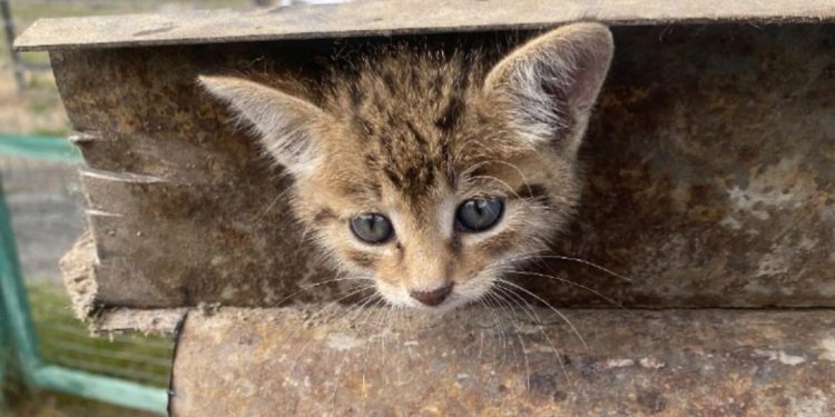 Рязанские добровольцы помогли кошке, голова которой застряла в керамическом коробе Рязанские добровольцы помогли кошке, голова которой застряла в керамическом коробе