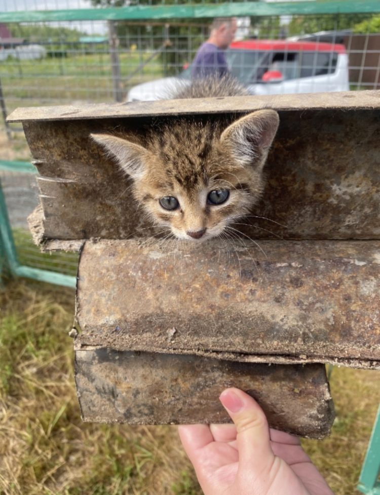Рязанские добровольцы помогли кошке, голова которой застряла в керамическом коробе