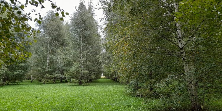 В среду в Рязанской области ожидается до +22 градусов