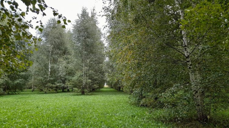 В среду в Рязанской области ожидается до +22 градусов