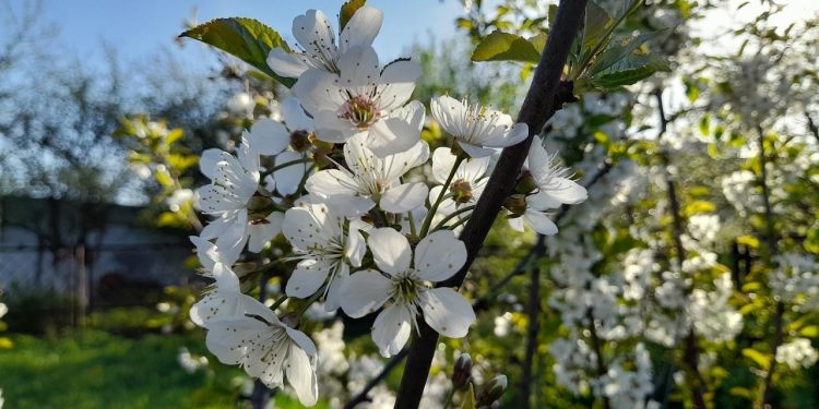 В Рязанскую область возвращается майское тепло