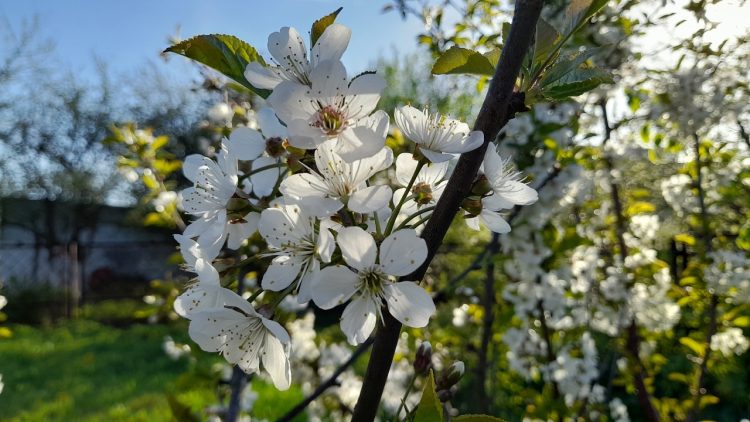 В Рязанскую область возвращается майское тепло