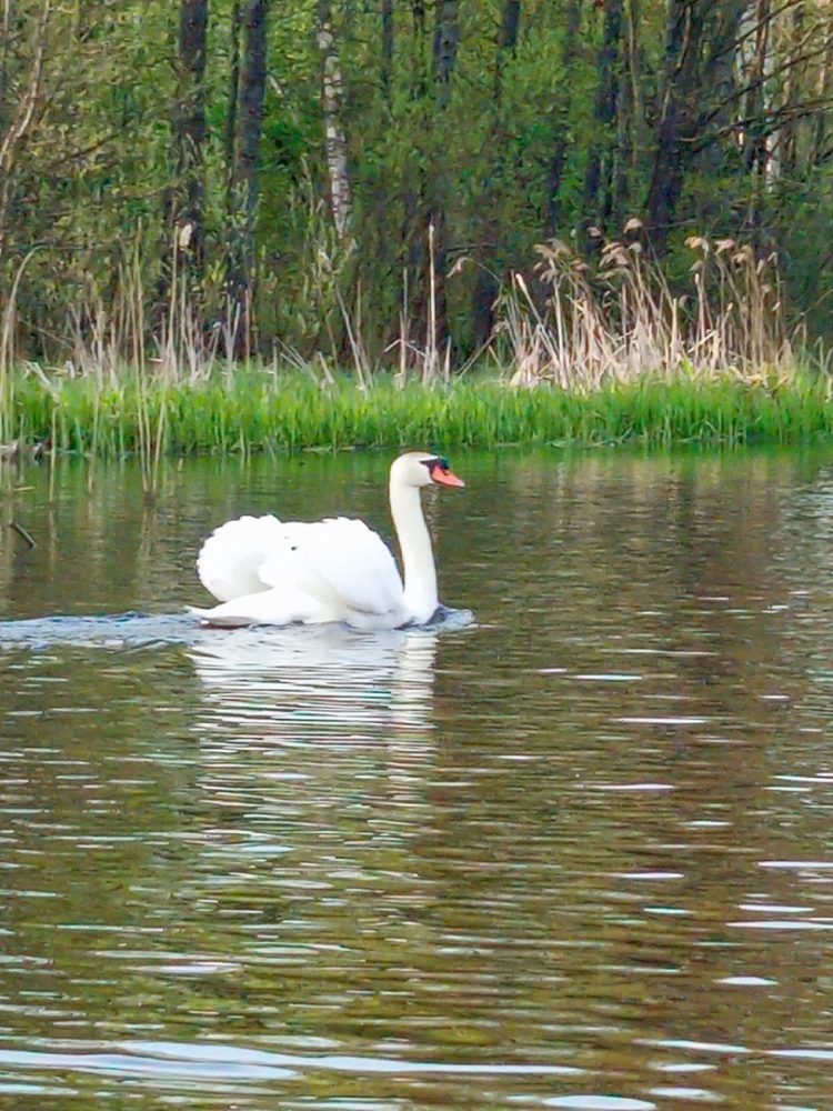 В Ермишинском районе запечатлели белого лебедя