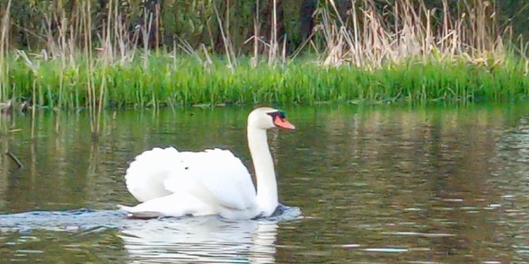 В Ермишинском районе запечатлели белого лебедя