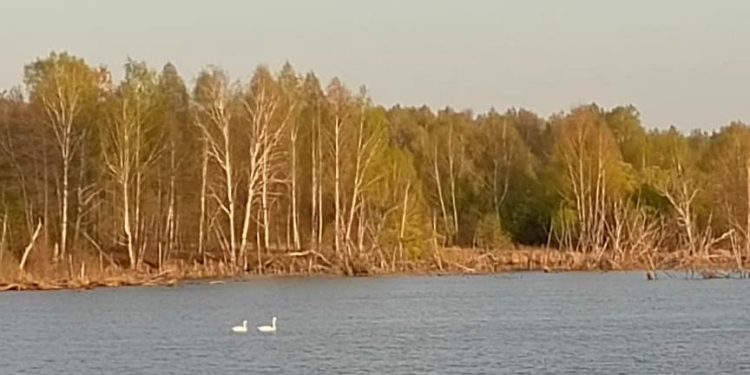 Жители Путятинского района засняли на плотине двух лебедей