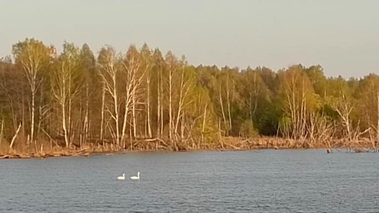 Жители Путятинского района засняли на плотине двух лебедей
