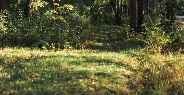 В Рязанской области две женщины заблудились в лесу