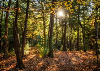 «ЛизаАлерт» проведет практическое занятие по поиску людей для всех желающих рязанцев