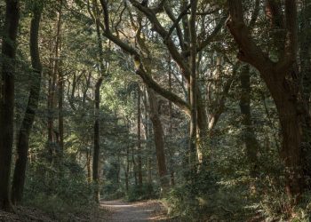 В Рязанской области назвали основные причины гибели леса в регионе В Рязанской области назвали основные причины гибели леса в регионе