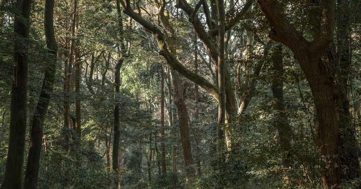 В Рязанской области назвали основные причины гибели леса в регионе