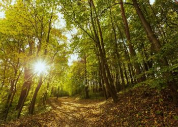 В МЧС предупредили рязанцев о высокой пожарной опасности 18 июля