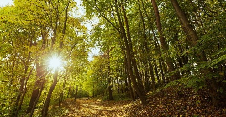 В МЧС предупредили рязанцев о высокой пожарной опасности 18 июля