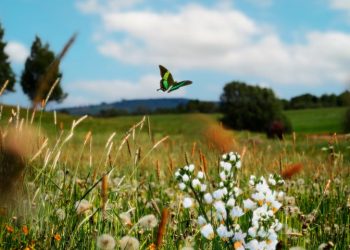 В Рязанской области 24 июля воздух прогреется до 28 градусов В Рязанской области 24 июля воздух прогреется до 28 градусов