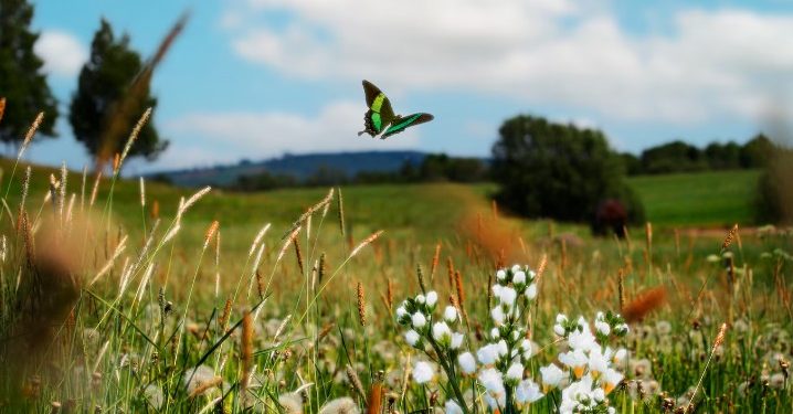 В Рязанской области 24 июля воздух прогреется до 28 градусов В Рязанской области 24 июля воздух прогреется до 28 градусов