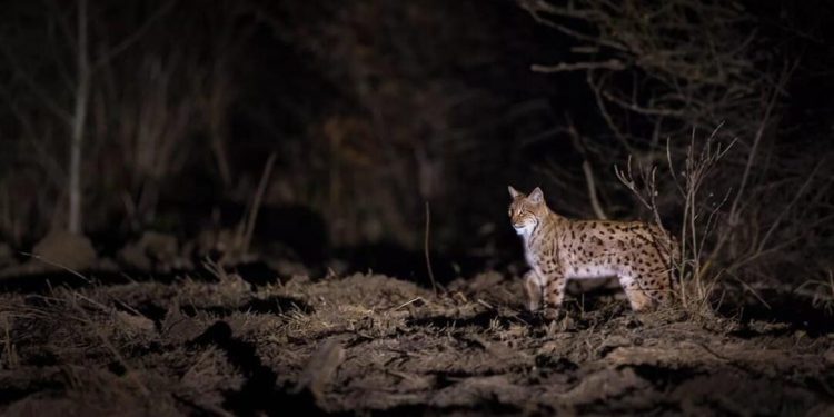 В Клепиковском районе запечатлели крупную рысь