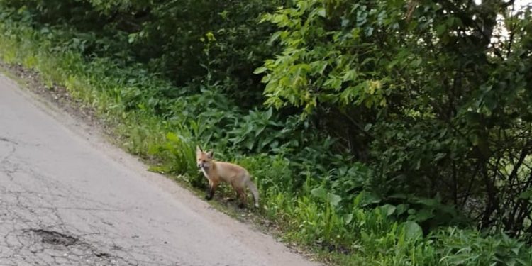 Жители Шиловского района засняли лисенка около проезжей части Жители Шиловского района засняли лисенка около проезжей части