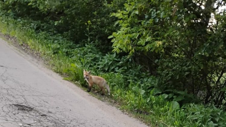 Жители Шиловского района засняли лисенка около проезжей части
