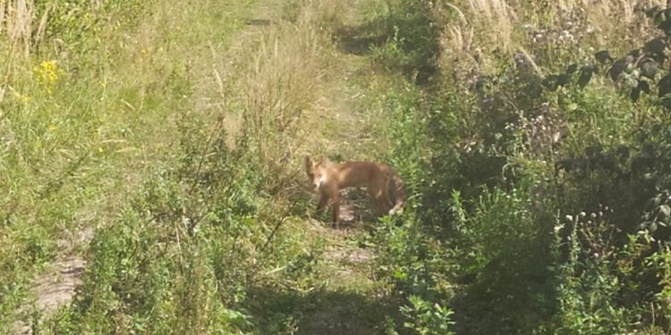 В Путятинском районе смелый лис вышел к людям