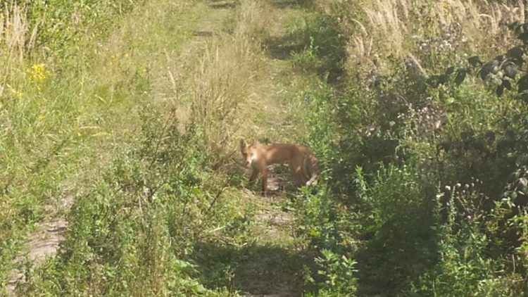 В Путятинском районе смелый лис вышел к людям