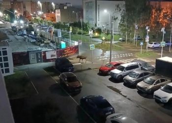 Лось наведался во двор рязанской многоэтажки
