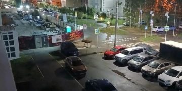 Лось наведался во двор рязанской многоэтажки