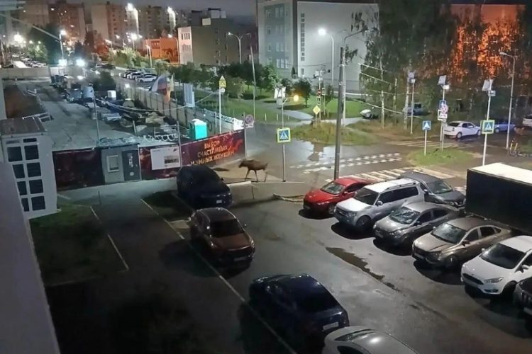 Лось наведался во двор рязанской многоэтажки