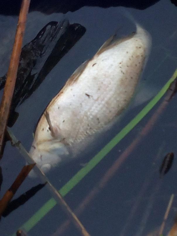 В рязанской реке Листвянка обнаружили мертвую рыбу