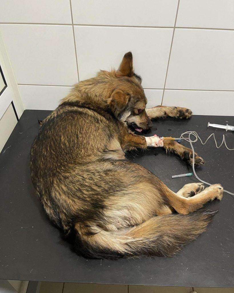 В Рыбновском районе двое живодеров жестоко избили кормящую собаку