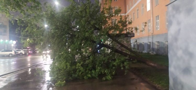 Около РГРТУ рухнуло дерево