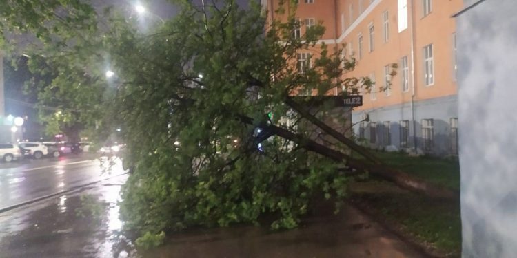 Около РГРТУ рухнуло дерево