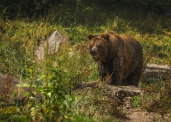 В Касимовском районе появились следы медведя