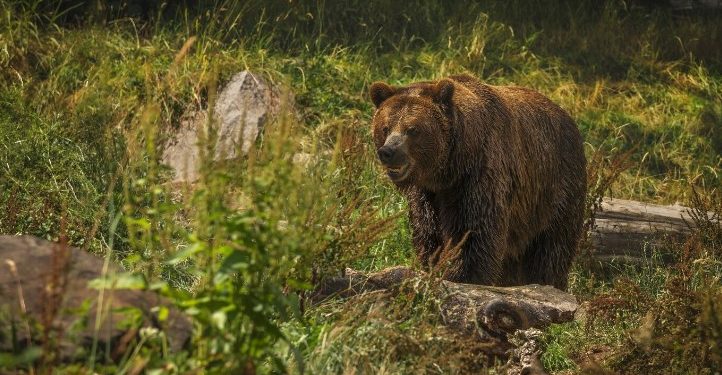 В Касимовском районе появились следы медведя