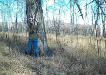 Медведь сорвал фотоловушку с дерева в Окском заповеднике