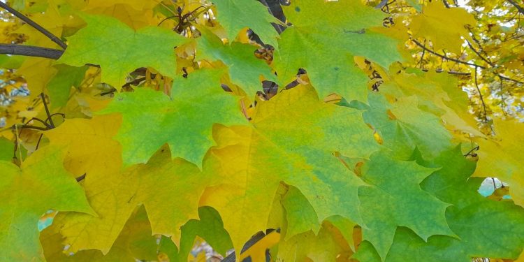 В четверг в Рязанской области ожидается небольшой дождь и до +17 градусов