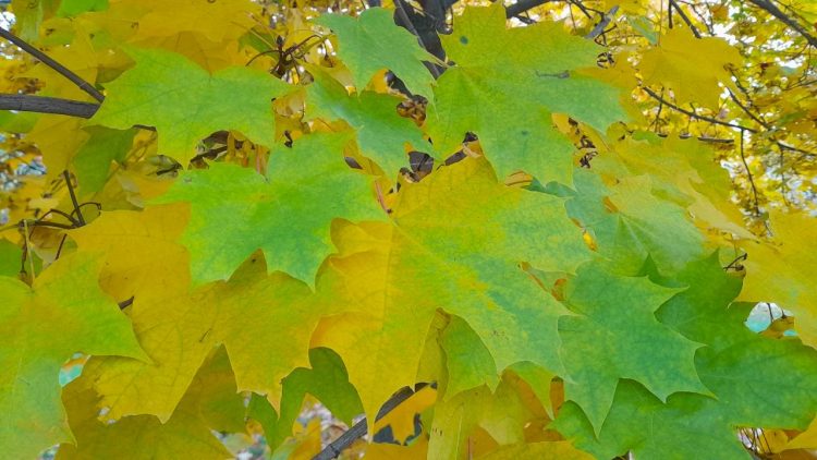 В четверг в Рязанской области ожидается небольшой дождь и до +17 градусов