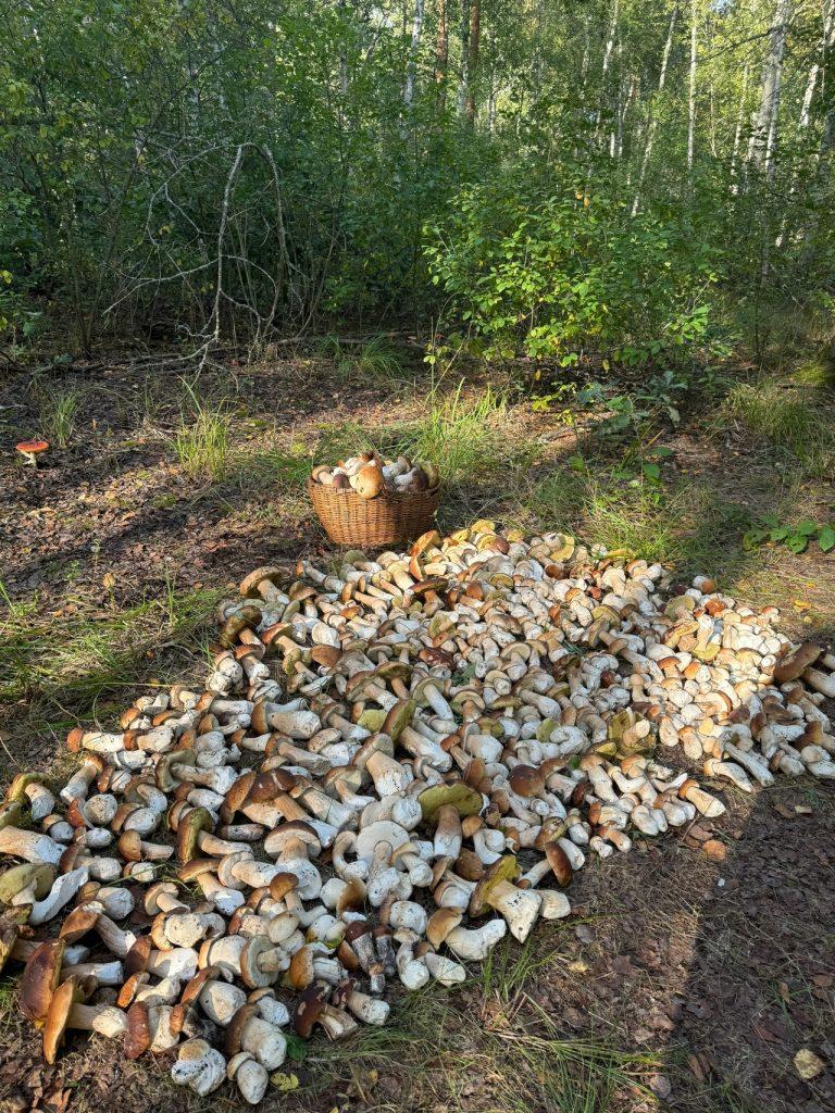 Жители Клепиковского района собрали поляну грибов