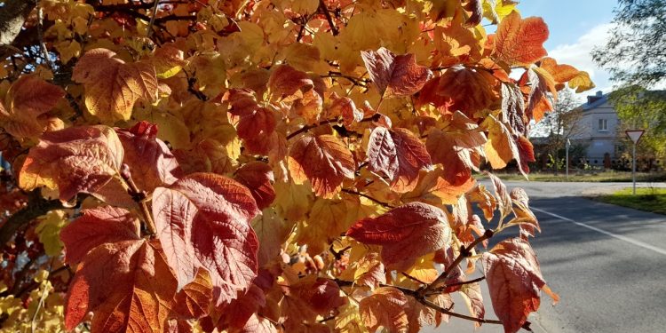 Тишковец: в День знаний в Центральной России пройдут локальные дожди