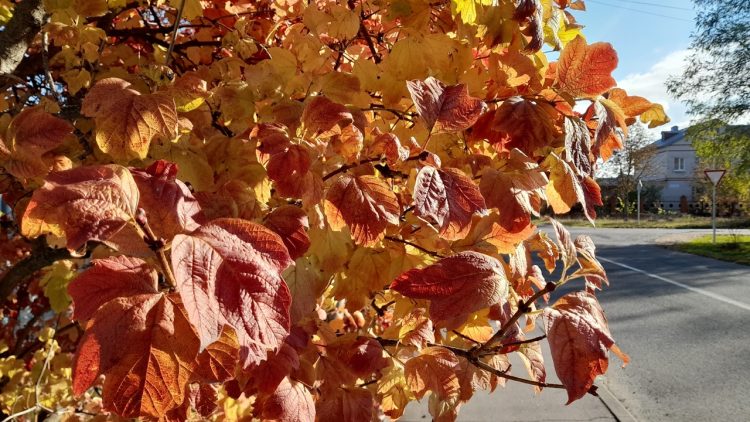 Тишковец: в День знаний в Центральной России пройдут локальные дожди