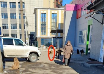 На рязанской площади Попова бродячая собака укусила мужчину