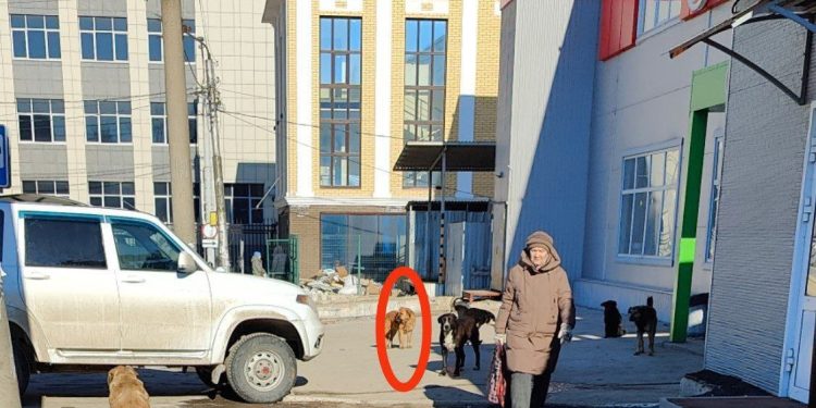 На рязанской площади Попова бродячая собака укусила мужчину