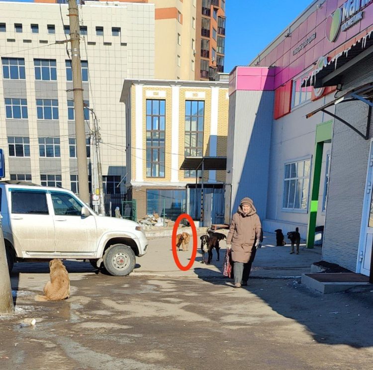 На рязанской площади Попова бродячая собака укусила мужчину