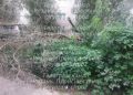 Дерево упало на улице Новоселов в Рязани
