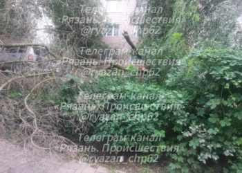Дерево упало на улице Новоселов в Рязани