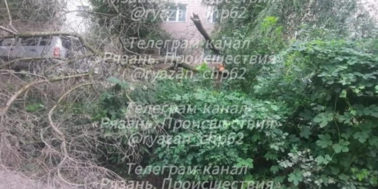 Дерево упало на улице Новоселов в Рязани