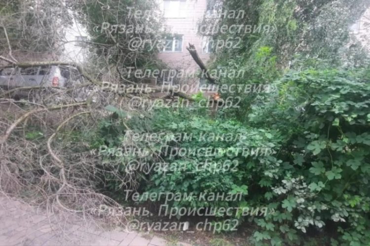 Дерево упало на улице Новоселов в Рязани