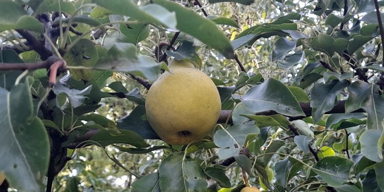 В среду в Рязанской области ожидается небольшой дождь и до +22 градусов