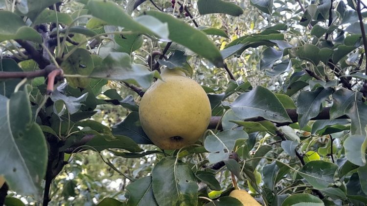 В среду в Рязанской области ожидается небольшой дождь и до +22 градусов